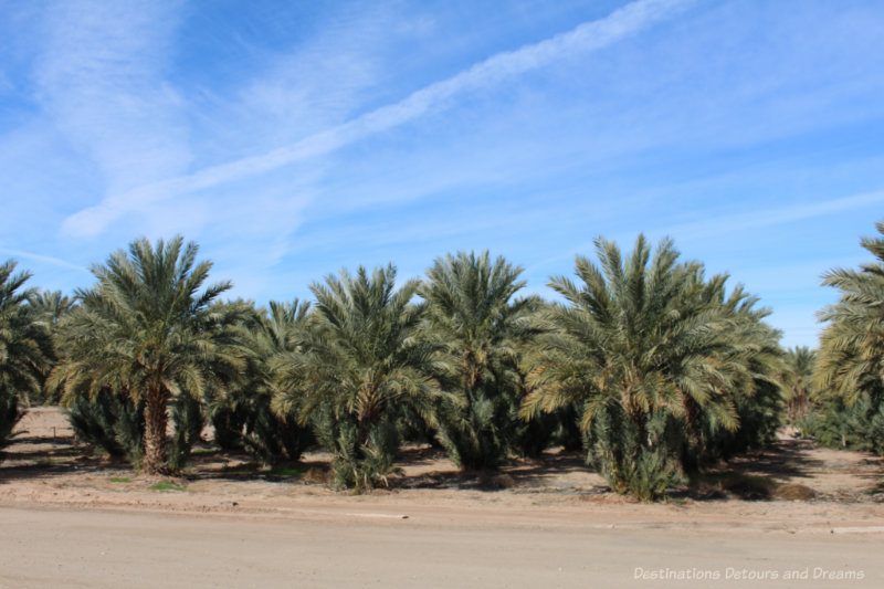 Yuma Date Palms An orchard of date palms
