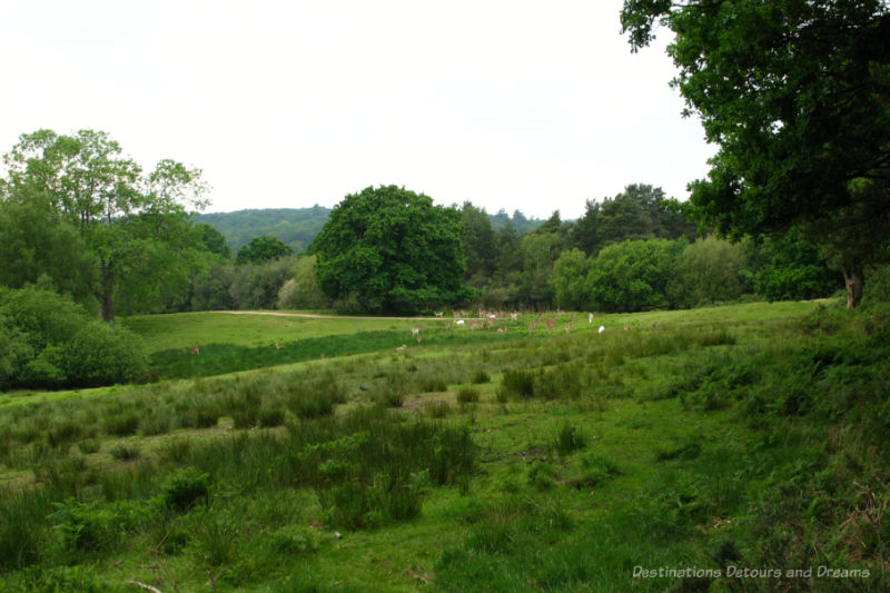 New Forest deer in a meadow