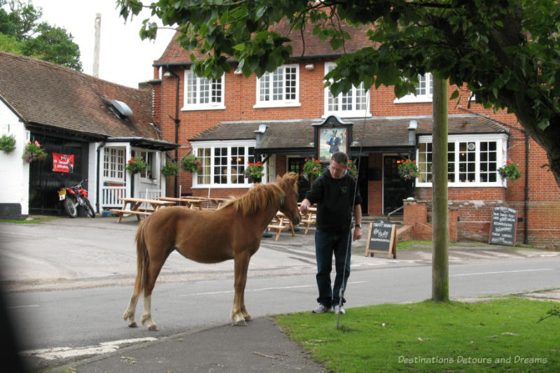 Man petting New Forest pony in a village street with a stone pub on other side of street