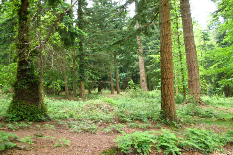 Tall trees and ground ferns in a forested area of the New Forest