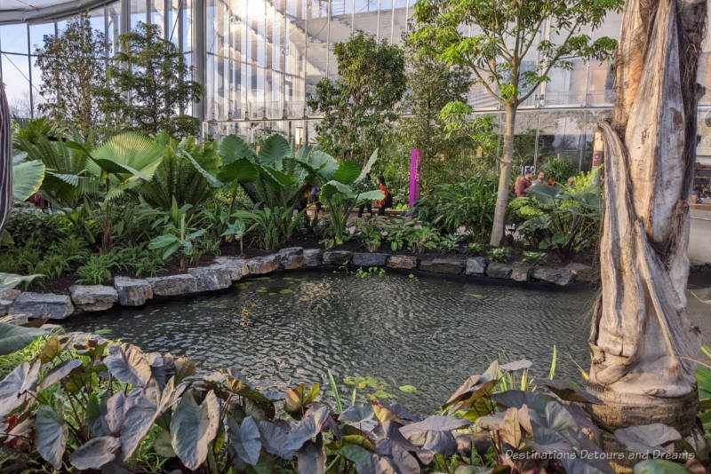 Koi pond inside The Leaf tropical indoor garden