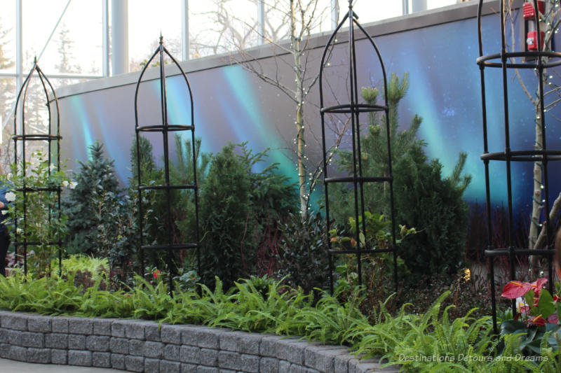Evergreens and other greenery in an indoor garden in front of wall looking like the night sky with northern lights
