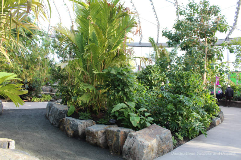 Pathway around a triangular section of an indoor tropical garden