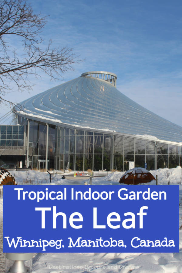 The Leaf Tropical Gardens - The Leaf in Winnipeg, Manitoba, Canada is a conservatory containing tropical and Mediterranean gardens as well as a butterfly garden