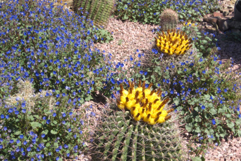 Yellow blossoms on barrel cacti surrounded by blooming blue desert bells at Phoenix Desert Botanical Garden