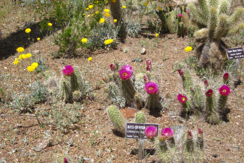 Yellow wildflowers and fuchsia cacti blooms at Boyce Thompson Arobretum