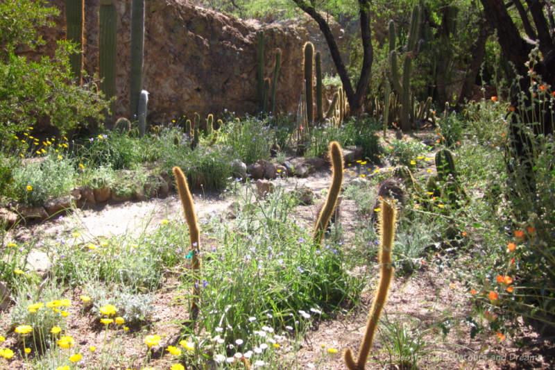 Spring wildflowers blooming amid cacti at Boyce Thompson Arboretum