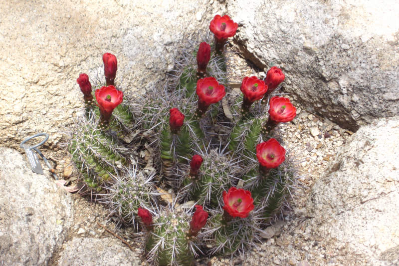 Red blooms on the hedgehog cactus