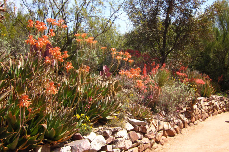 Walkway at Boyce Thompson Arboretum with short stone wall bordering garden area with orange flowering bushes and yellow wildflower