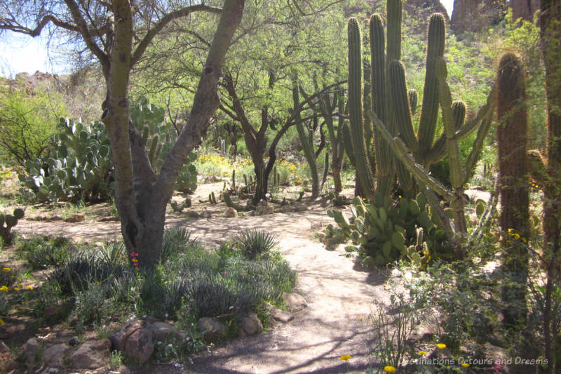 Path through cacti and blooming spring wildflowers at Boyce Thompson Arboretrum