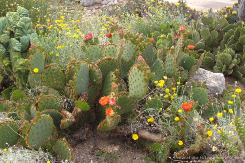 Paddlewheel cacti with yellow and pink flowers and yellow wildflowers