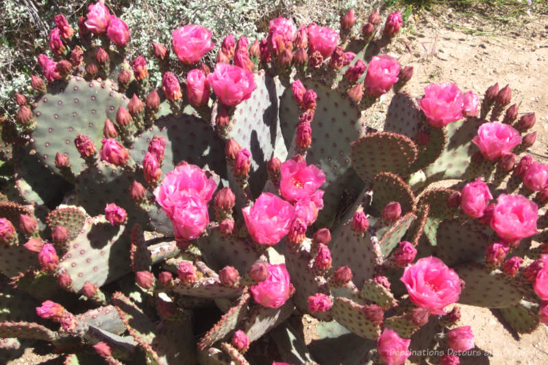 A prickly pear cactus full of delicate hot pink blooms