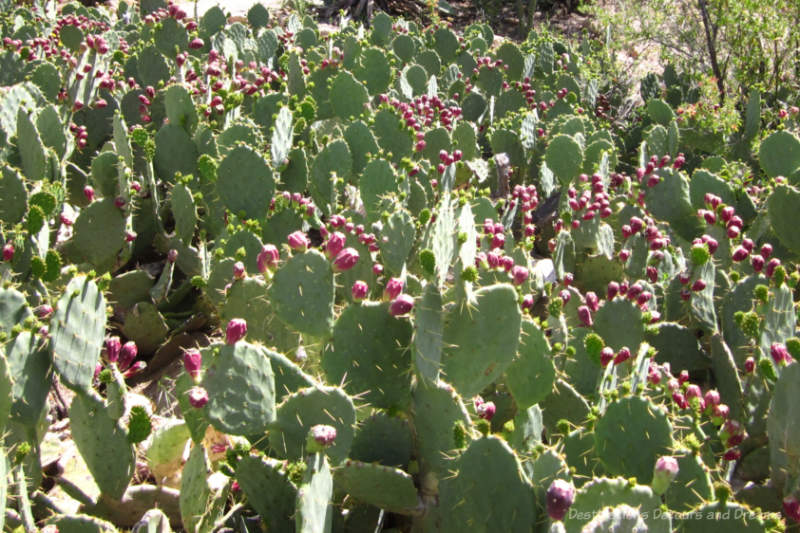 Prickly pear cacti with reddish fruit bulbs on top