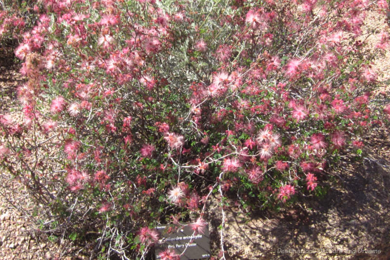 Pinkish-red feathery blooms on the thistle-like fairy duster plant at Phoenix Desert Botanical Garden