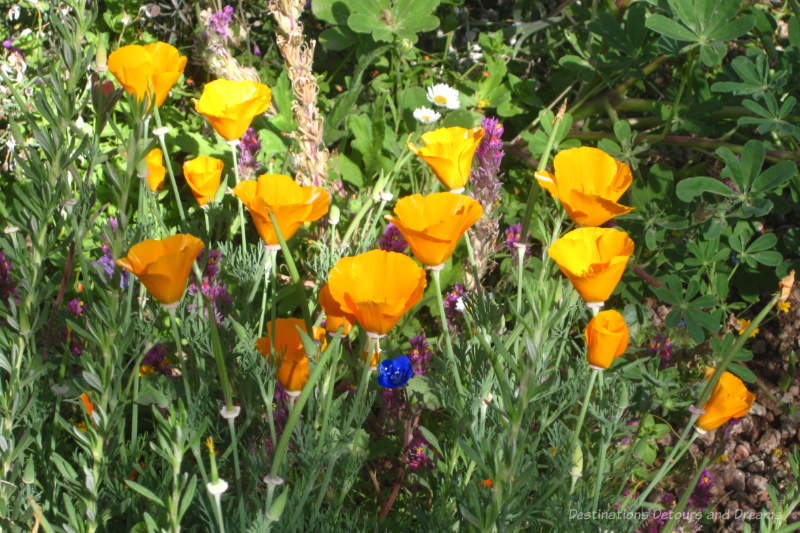Orange-yellow poppies surrounded by blue, purple, and white spring blooms at Phoenix Desert Botanical Garden