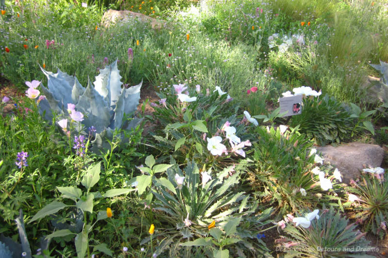 Garden of Arizona spring wildflowers in bloom and some cacti