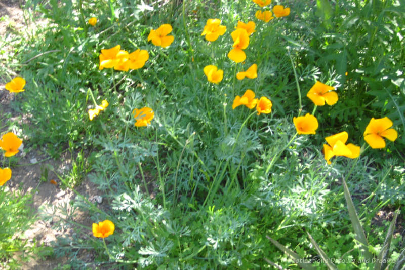 A field of yellow Mexican poppies in bloom