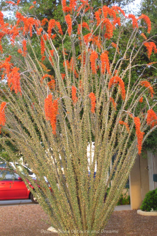 The tall spikes of an ocotillo plant full of orange blooms