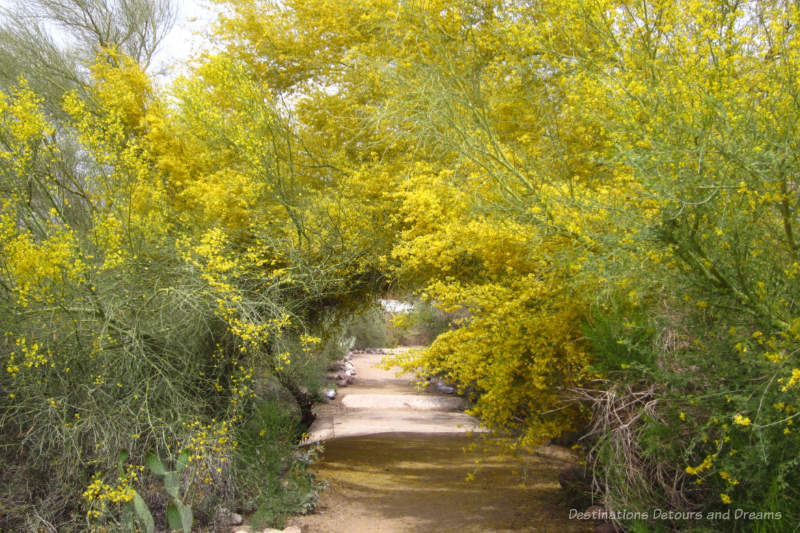 A path through a canopy of yellow-flowering branches of palo verde trees