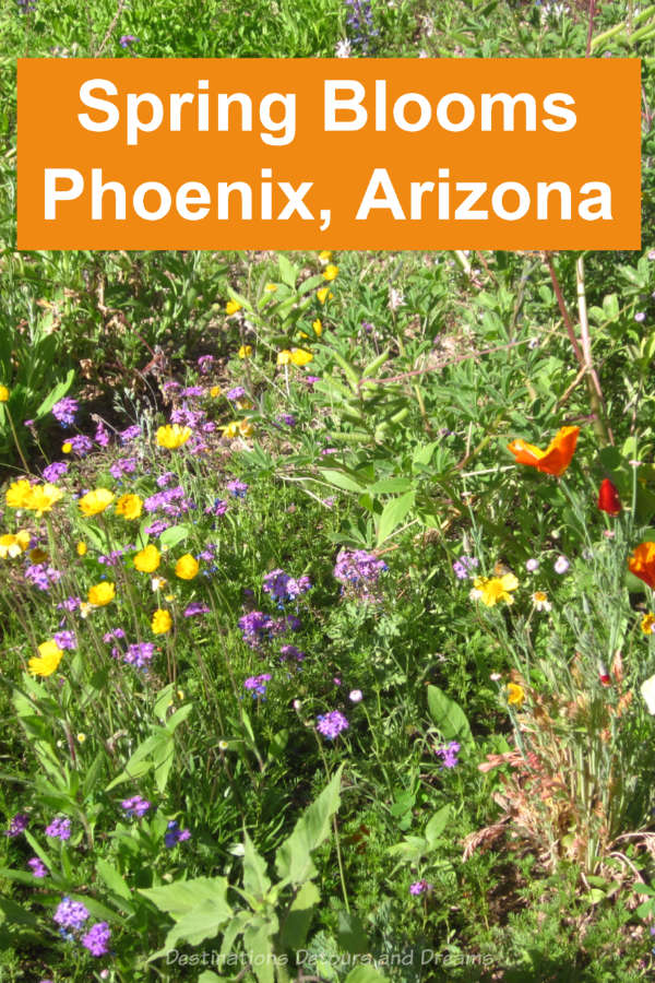Arizona Spring Blooms - Finding spring wildflower and cacti blooms near Phoenix, Arizona