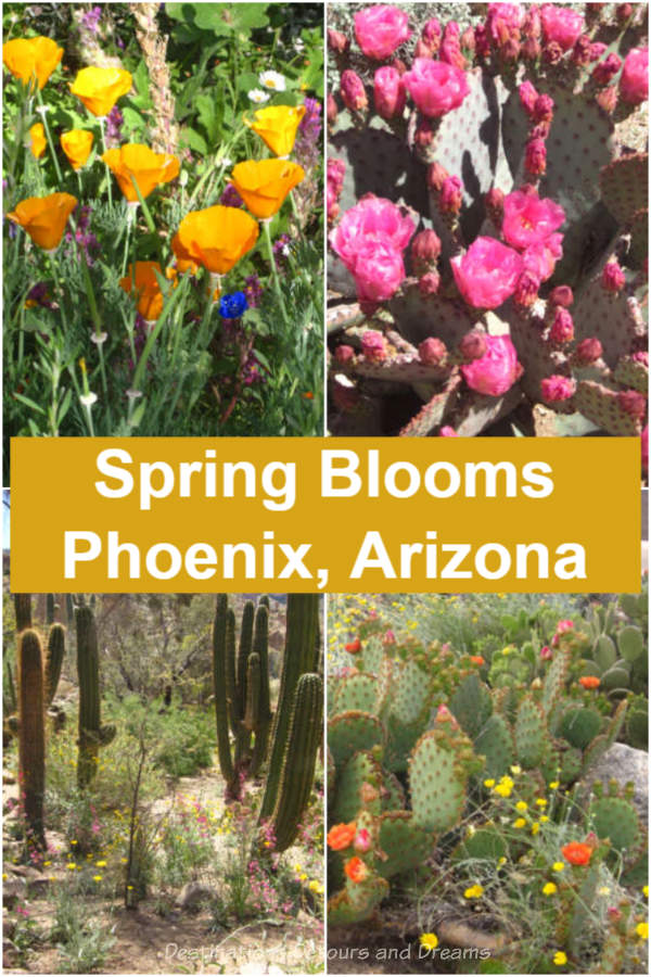 Arizona Spring Blooms - Finding spring wildflower and cacti blooms near Phoenix, Arizona