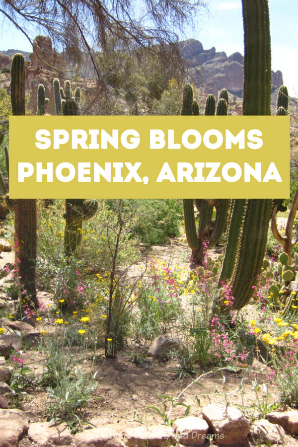 Arizona Spring Blooms - Finding spring wildflower and cacti blooms near Phoenix, Arizona