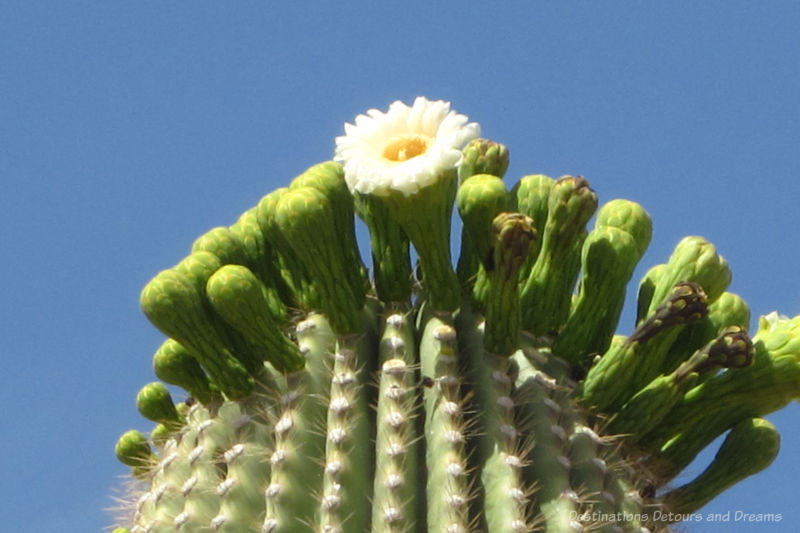 The top of a saguaro cacti with one white flower blooming