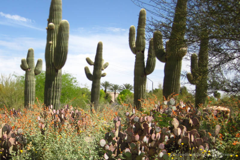 A garden of saguaros with wildflowers blooming amid them