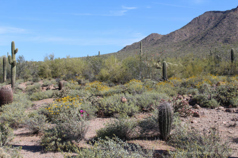 A desert mountain landscape with saguaros, other cacti, and blooming wildflowers