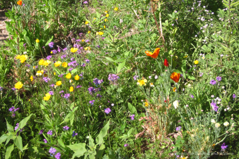 A field of spring wildflowers, with yellow, purple, and orange flowers