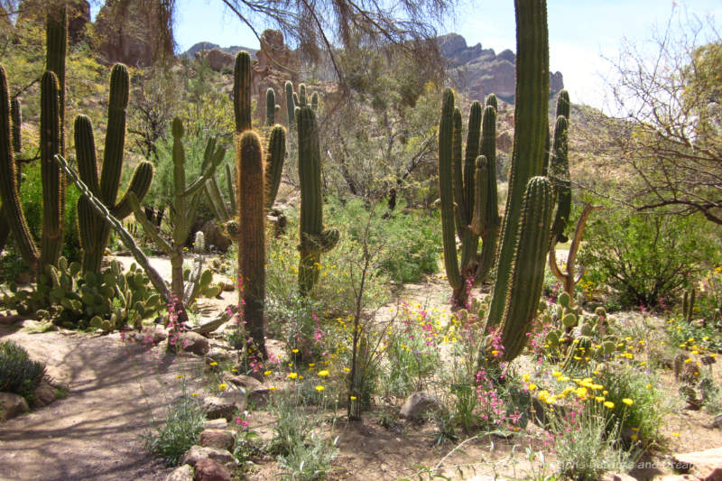 A garden of cacti with spring wildflowers blooming amid the cacti and a view of mountain in background