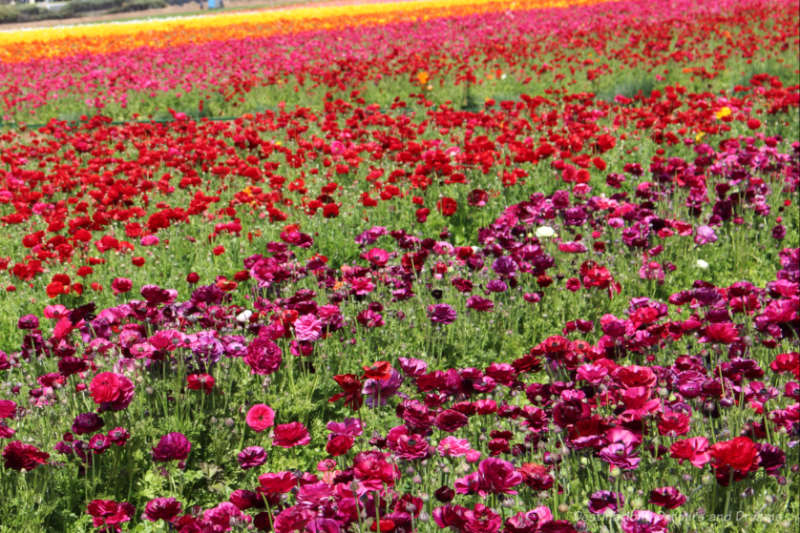 A field of ranunculus blooms in colours of pink, red, yellow, orange, and purple