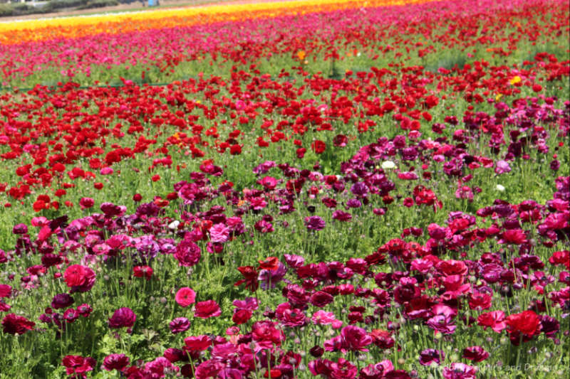San Diego Carlsbad Flower Fields A field of ranunculus blooms in colours of pink, red, yellow, orange, and purple