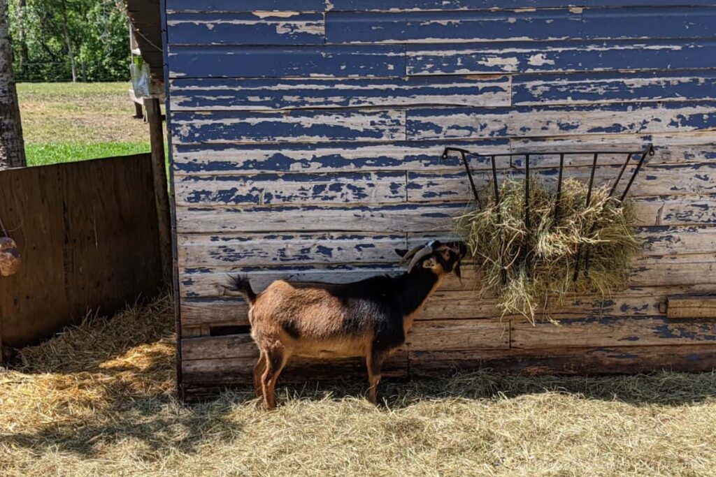 Goat eating from bin of hay on side of building