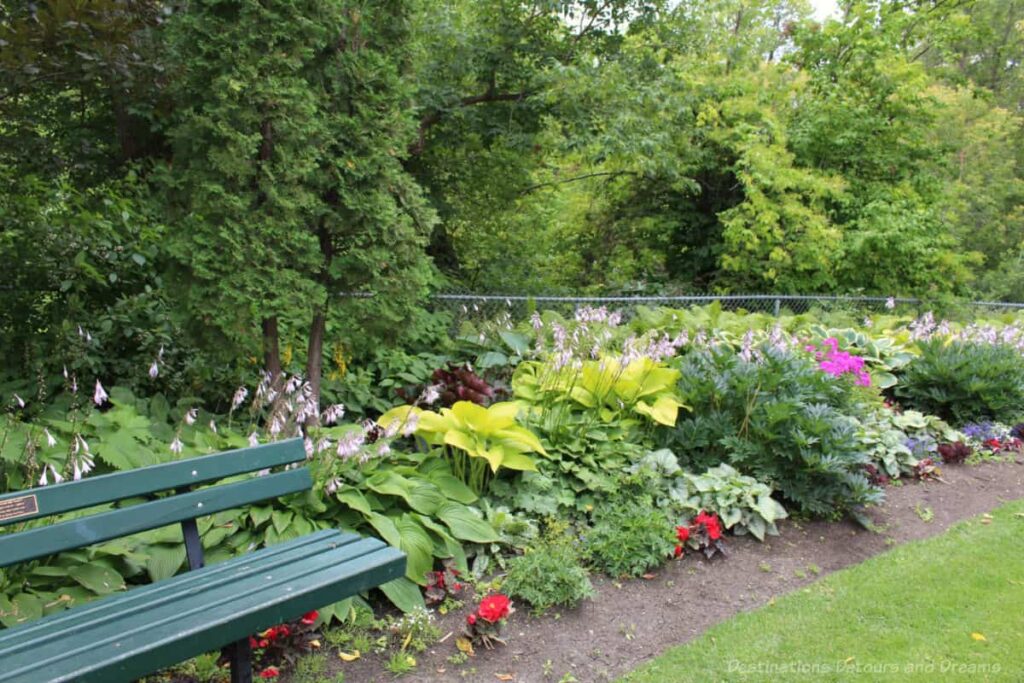 Shade plants and a park bench with a group of trees behind them