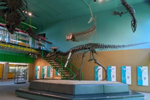 Four skeletal figures from the Cretaceous Age (3 suspended from ceiling) in entry room to a museum