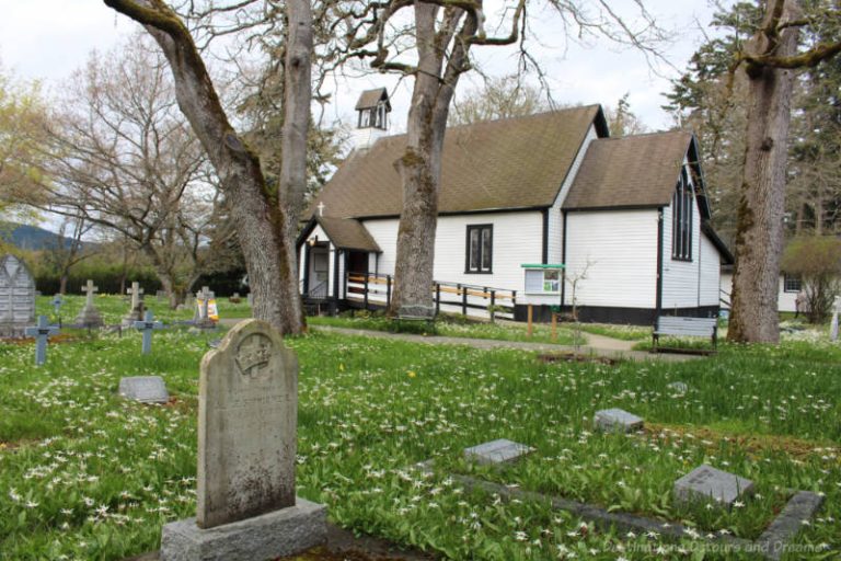 Fawn Lilies Bloom In Historic Churchyard On Vancouver Island