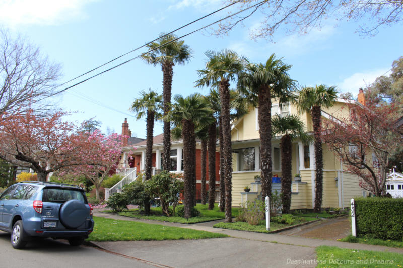 111 Places in Victoria Palm Trees Residential house with 15 windmill palm trees in its front yart