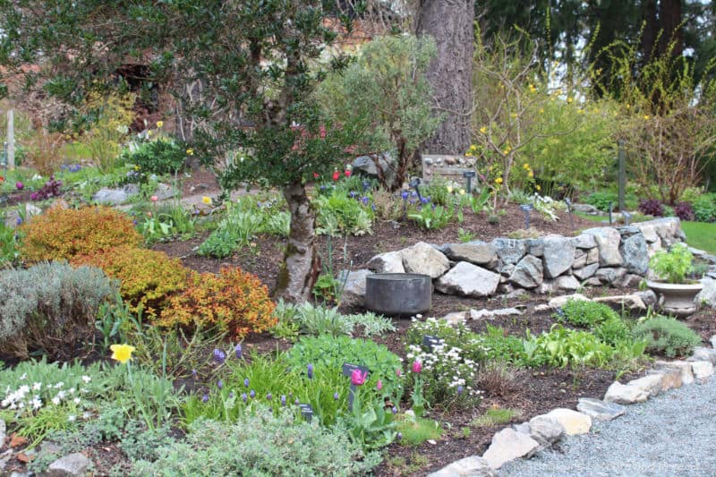 Garden at HCP Flower Bed Slightly terraced garden area with stone edging and a mixture of shrubs and spring blooms