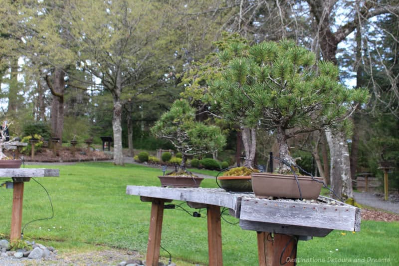 Gardens at HCP Bonsai Stands inside a clearing surrounded by trees hold a collection of bonsai plants