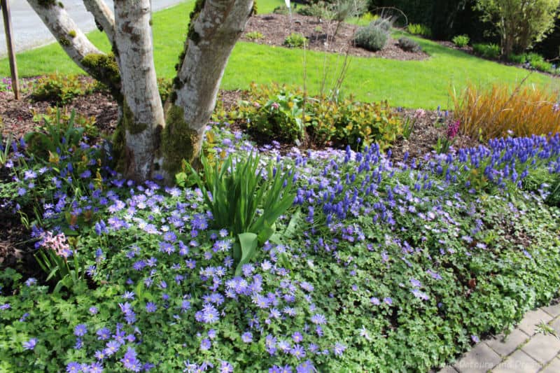 Gardens at HCP Blue Border A border of blue blossoming plants along a pathway