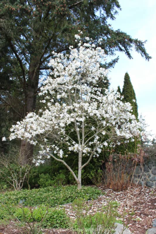 Gardens at HCP Bridal Garden Tree with white blossoms in a garden area backed by taller evergreens