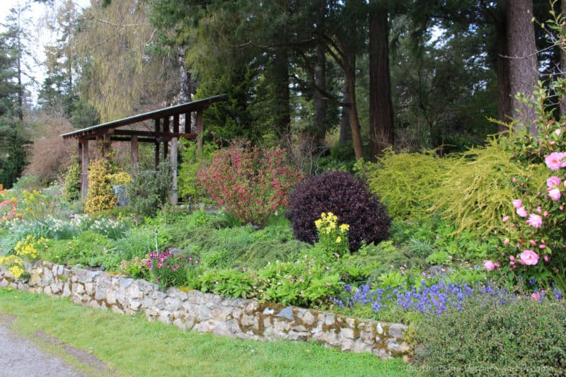 Gardens at HCP Garden Along Pathway Upward sloping garden area with a stone border and tall trees behind it features various coloured shrub, blooms of yellow, white, blue, and pink, and a pergola