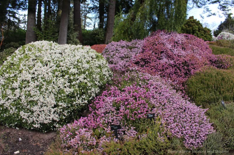 Gardens at HCP Heather Hillside in a garden covered with white purple heather with trees in background