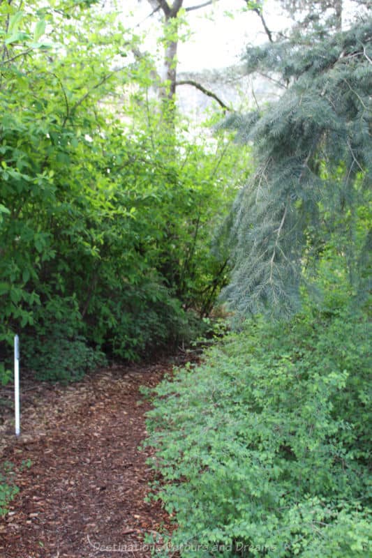 Gardens at HCP Wsanec Wood-chip covered path winding into wooded area
