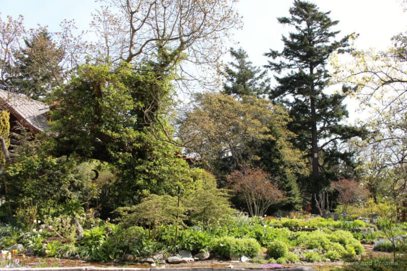 Helen Stewart Garden Tree Fence Evergreens and tall trees provide a back border for a garden