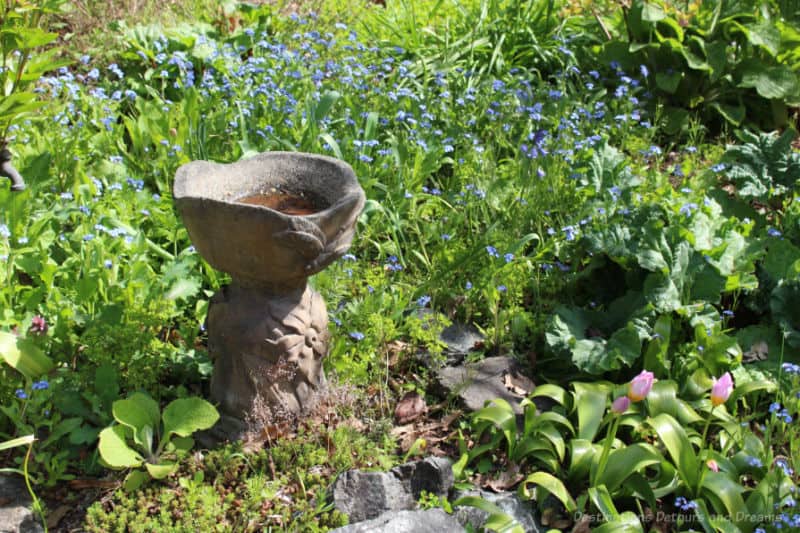 Helen Stewart Garden Birdbath Stone birdbath in the midst of blue spring blooms