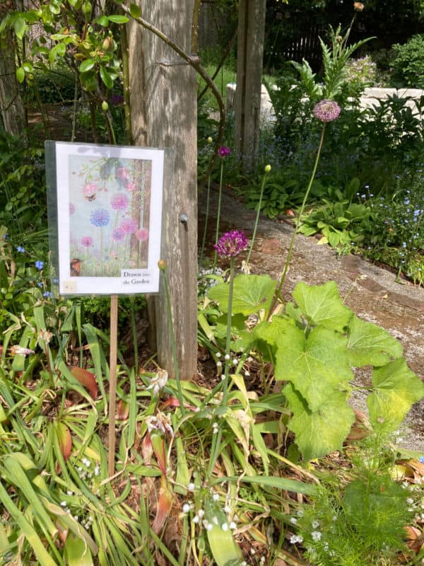 Helen Stewart Garden Art Painting of flowers displayed in garden beside the flowers that inspired it