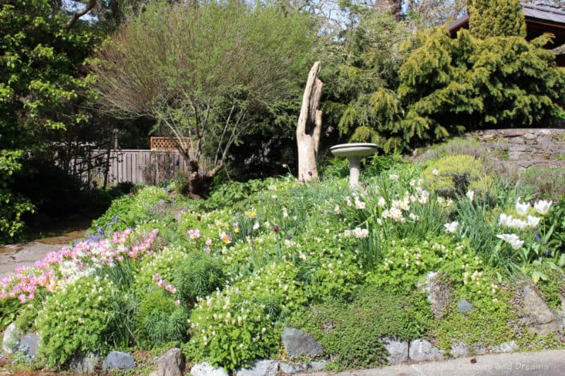 Helen Stewart Garden Rock Flowers Spring blooms on a rocky hill in tree-filled garden