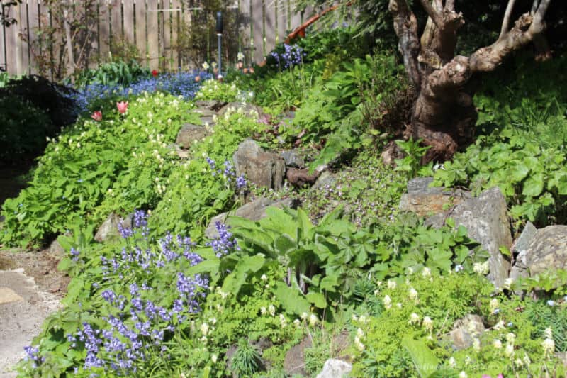 Helen Stewart Garden Rocks Spring flowers blooming white and blue in the rock at the base of a tree